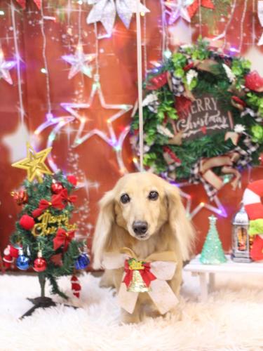 20231209ロイくん